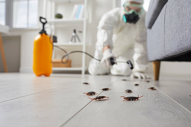 Commercial Kitchen Cockroach Control in Lake of the Woods